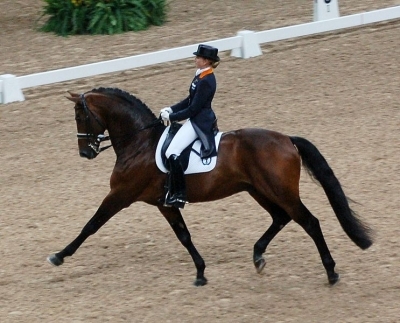 dutch warmblood in dressage at an extended trot
